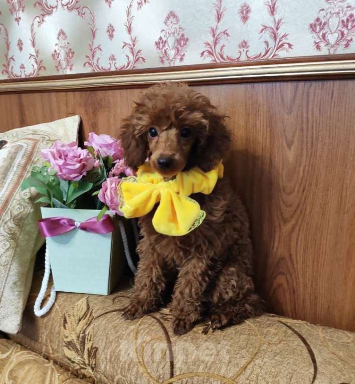 Собаки в Севастополе: Пудель карликовый Мальчик, 50 000 руб. - фото 2