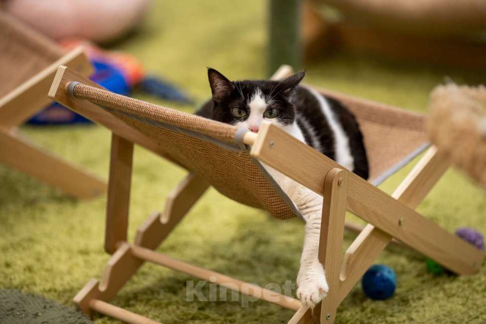 Кошки в Москве: Кошка Алиса в добрые руки Девочка, Бесплатно - фото 2