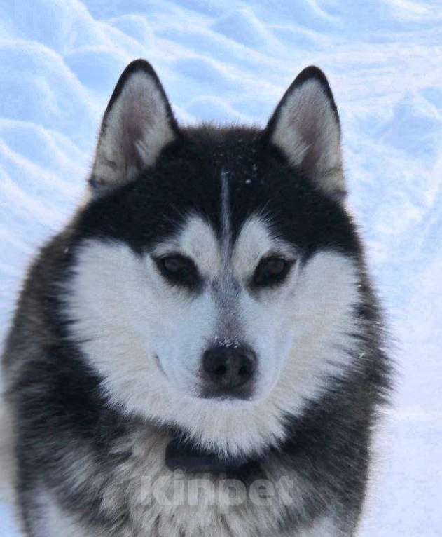 Собаки в Королеве: Хан -царь зверей Мальчик, Бесплатно - фото 4