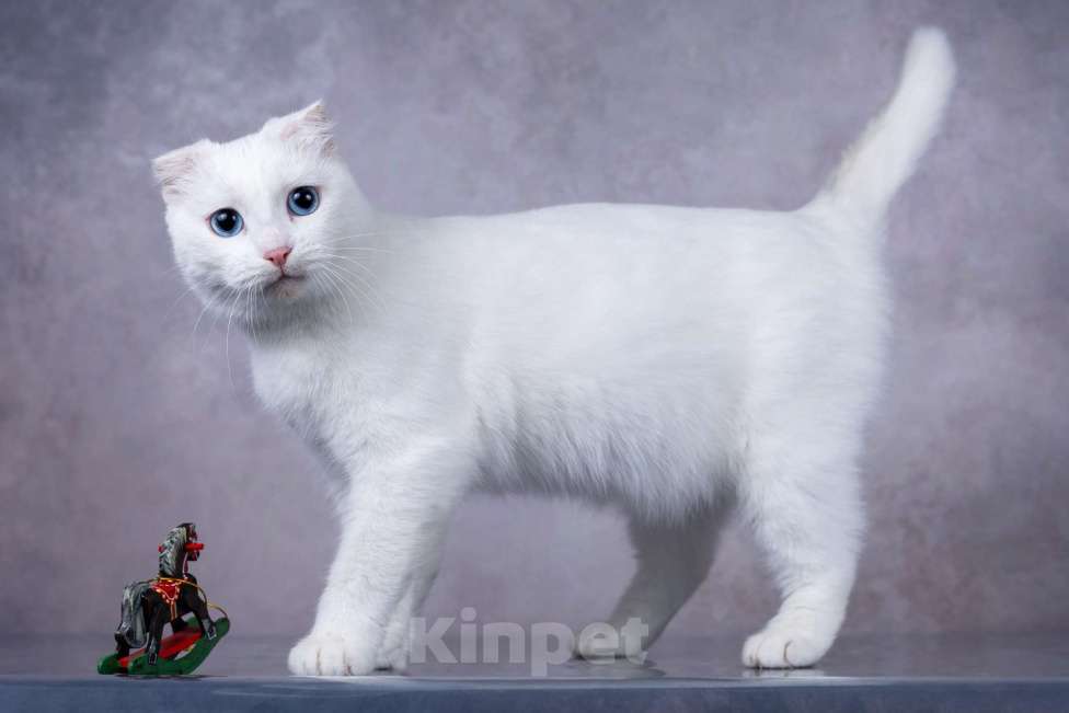 Кошки в Москве: Белая голубоглазая вислоухая кошка Поэзия в дар Девочка, 1 руб. - фото 2