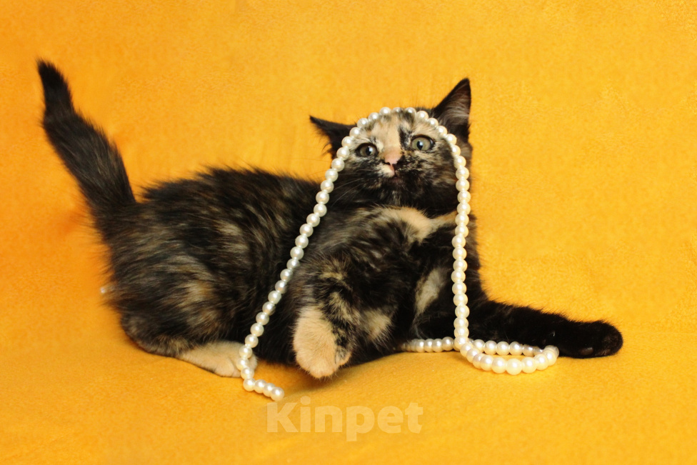 Кошки в Москве: Котенок в добрые руки Девочка, Бесплатно - фото 2