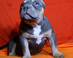 Собаки в Пушкино: Девочка - булли Девочка, 80 000 руб. - фото 7