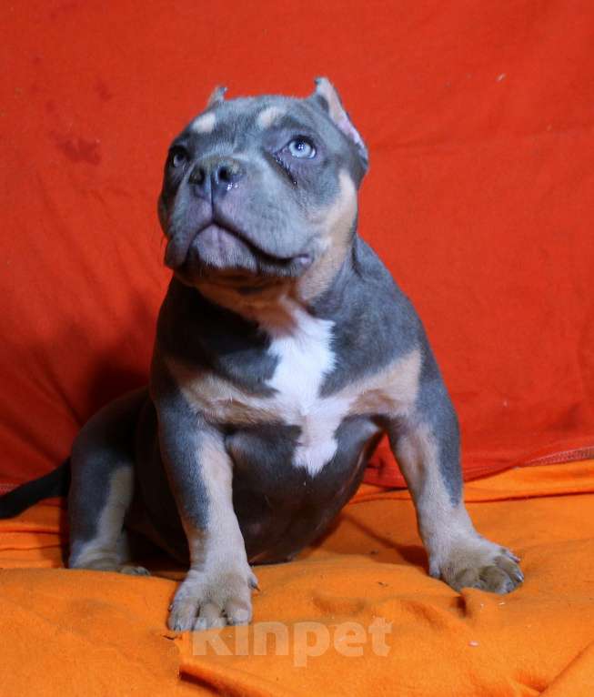 Собаки в Пушкино: Девочка - булли Девочка, 80 000 руб. - фото 7