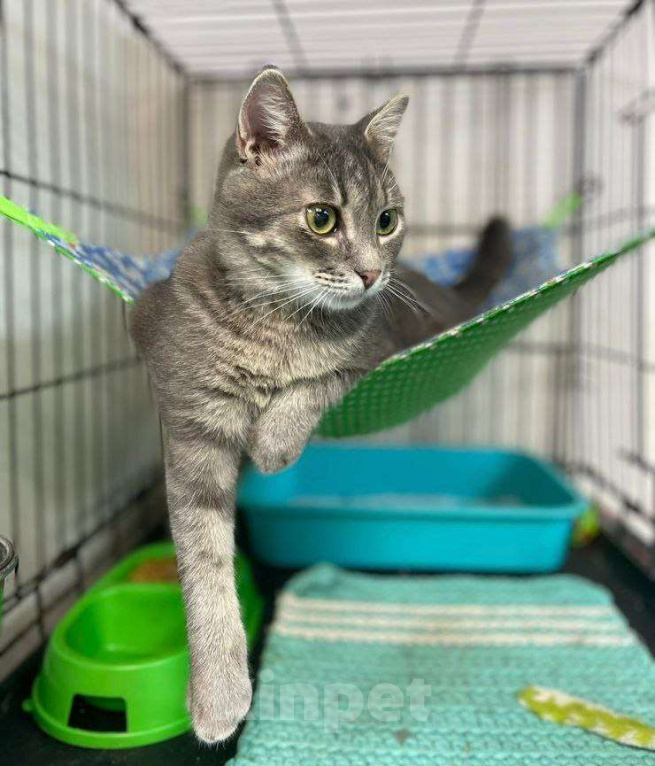 Кошки в Москве: Чудесный полосатик Капитолий ищет маму и папу Мальчик, Бесплатно - фото 4