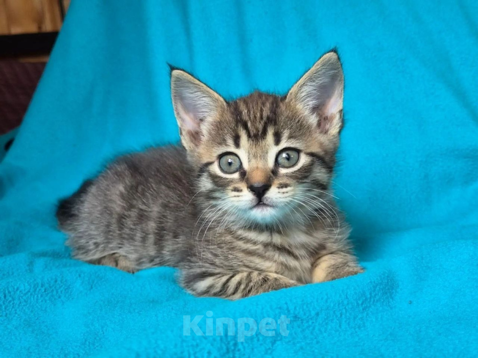 Кошки в Москве: Котеночек Труша ищет дом! Девочка, Бесплатно - фото 1