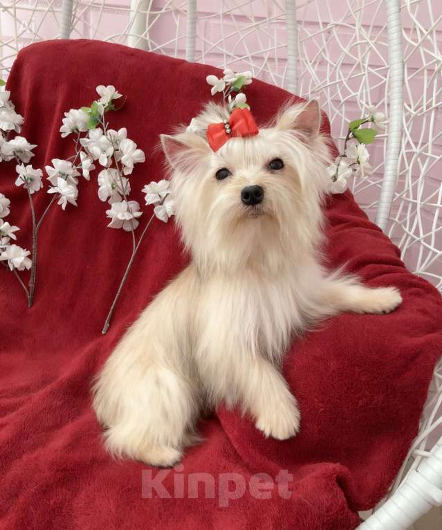 Собаки в Москве: Мини йорк девочка золотая подрощенная Девочка, 80 000 руб. - фото 8