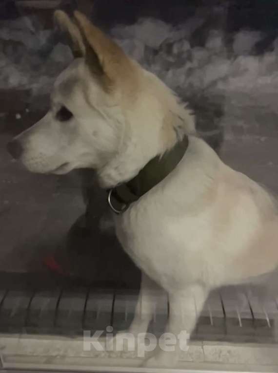 Собаки в других городах Ленинградской области: Активный, дружелюбный, ласковый пес ищет хозяина! Мальчик, Бесплатно - фото 3