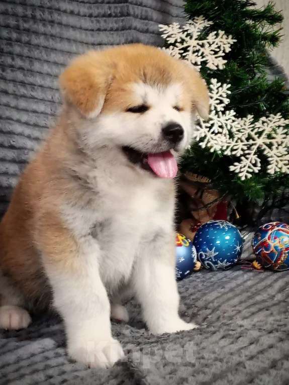 Собаки в Липецке: Акита ину мальчики Мальчик, Бесплатно - фото 3