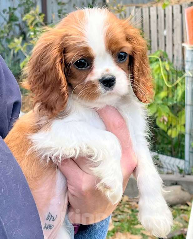 Собаки в Санкт-Петербурге: БЕСТ ИЛРЕАН ИНДАРА Девочка, 190 000 руб. - фото 3