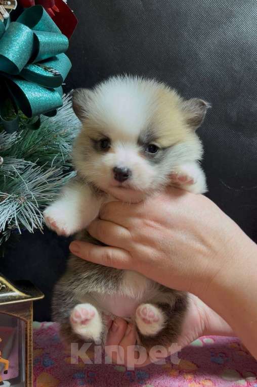 Собаки в Москве: Вельш корги пемброк девочка без хвостика Девочка, 50 000 руб. - фото 2