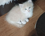 Кошки в Нижнекамске: Подарю котят в добрые руки Мальчик, Бесплатно - фото 1