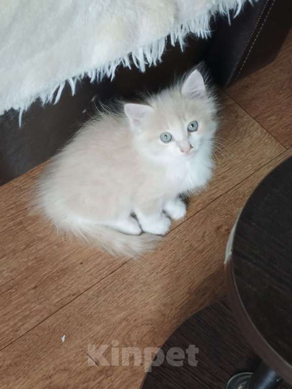 Кошки в Нижнекамске: Подарю котят в добрые руки Мальчик, Бесплатно - фото 1