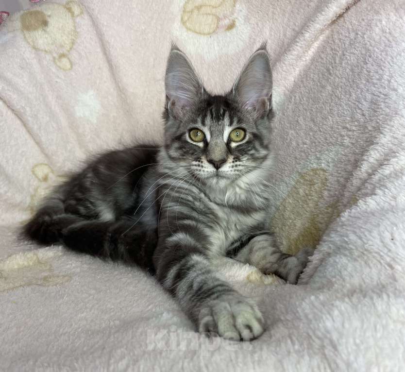 Кошки в Дмитрове: Черная серебристая мраморная девочка мейн кун Zaura Девочка, 20 000 руб. - фото 2