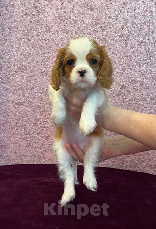 Собаки в Кинешме: Щенки кавалер Кинг чарльз спаниель Девочка, 130 000 руб. - фото 8