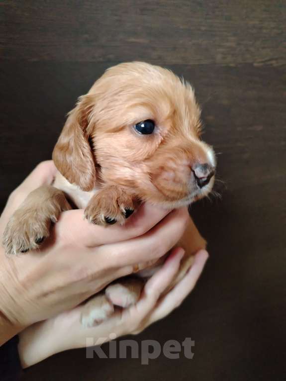 Собаки в Димитровграде: Девочка Девочка, 25 000 руб. - фото 2