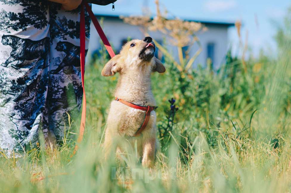 Собаки в Москве: Кумкват Мальчик, Бесплатно - фото 7