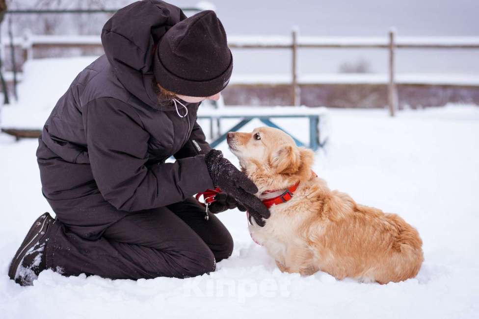 Собаки в Москве: Маленький пёсик иет семью Мальчик, Бесплатно - фото 8