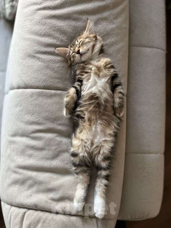 Кошки в Вологде: Курильский бобтейл котята  Девочка, 35 000 руб. - фото 4