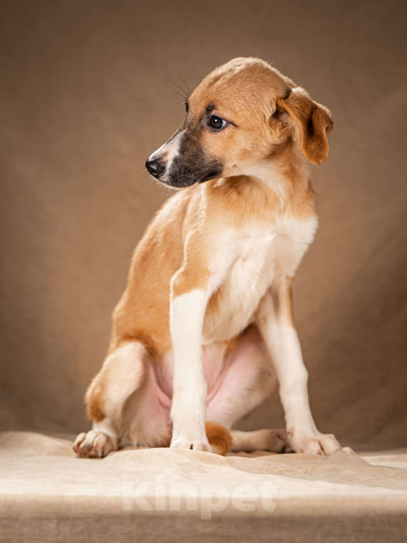 Собаки в Клине: Нимфа — сама скромность и доброта Девочка, Бесплатно - фото 2