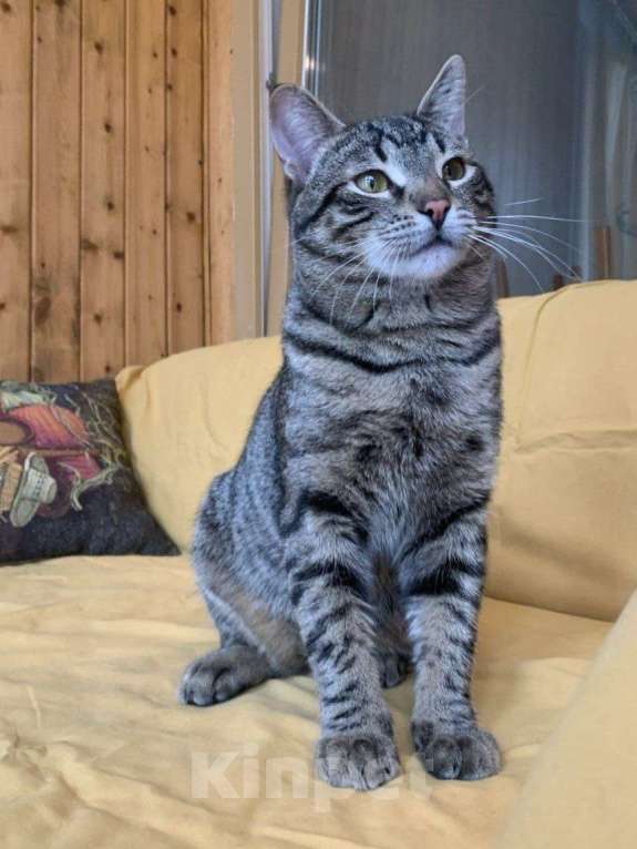 Кошки в Москве: юный котик Дениска ищет дом Мальчик, Бесплатно - фото 2