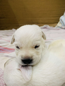 Свободны к бронированию , маленькие комочки счастья !Все документы, клеймо ! Метрики ! Чипы.