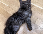 Кошки в Москве: Котенок мейн-кун Девочка, Бесплатно - фото 4