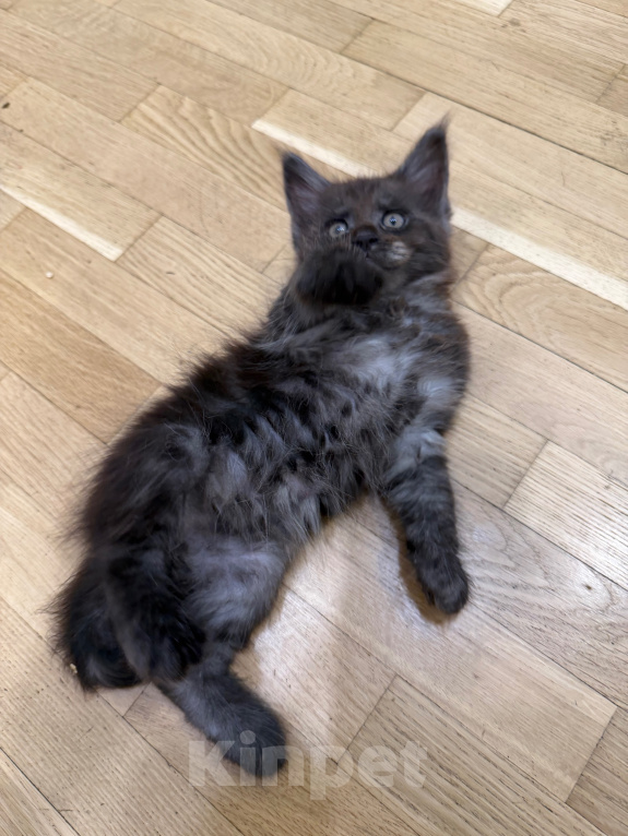 Кошки в Москве: Котенок мейн-кун Девочка, Бесплатно - фото 4