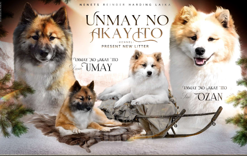 Собаки в Москве: Ненецкая оленегонная лайка, сука Дежавю. Девочка, 60 000 руб. - фото 6