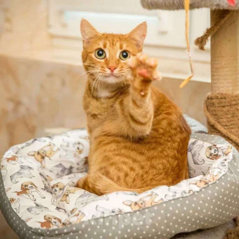 Кошки в Москве: Ласковый рыжий котик Юпитер Мальчик, Бесплатно - фото 5