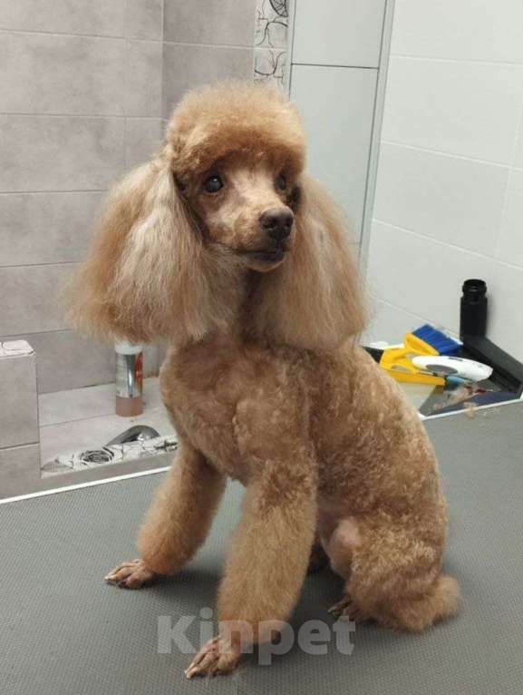 Собаки в Москве: Ищем сучку на случку  Мальчик, 5 000 руб. - фото 4