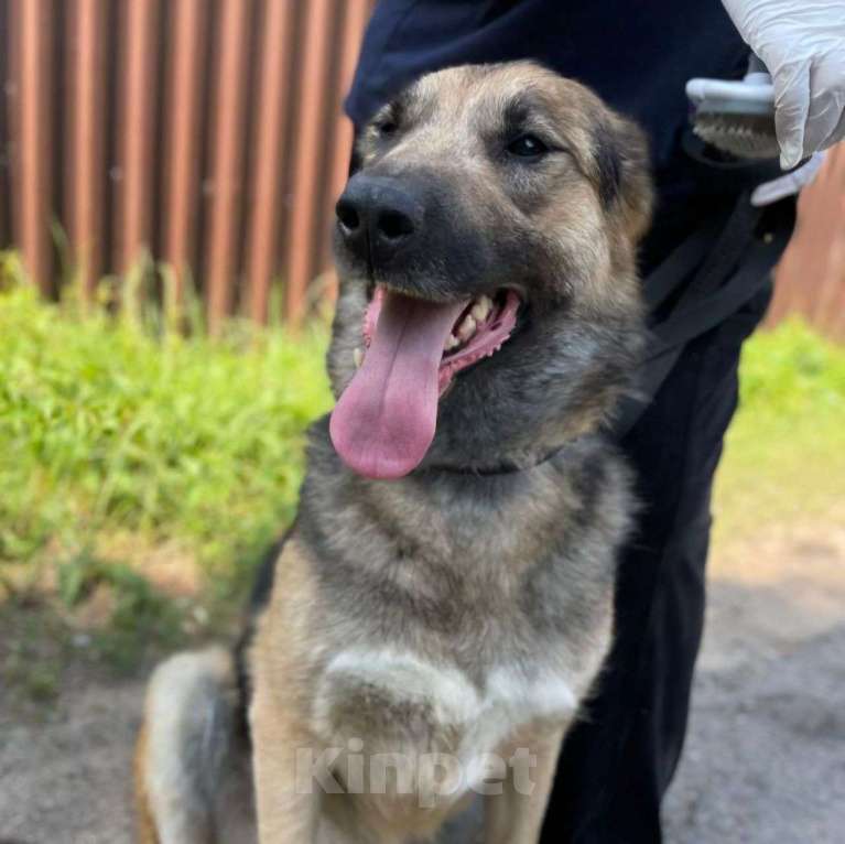 Собаки в Москве: Жорик голодает в приюте 💔 Его кормят всего два-три раза в неделю Мальчик, Бесплатно - фото 5