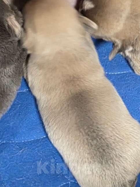 Собаки в других городах Московской области: Щенки чихуахуа Голубо палевый мальчик Мальчик, 50 000 руб. - фото 4