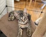 Кошки в Москве: Котенок в добрые руки Девочка, Бесплатно - фото 1