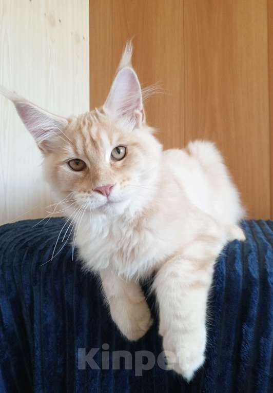 Кошки в Владимире: Sava ( Сава) - кот , мейн-кун , красный серебрянныйный Мальчик, 60 000 руб. - фото 3