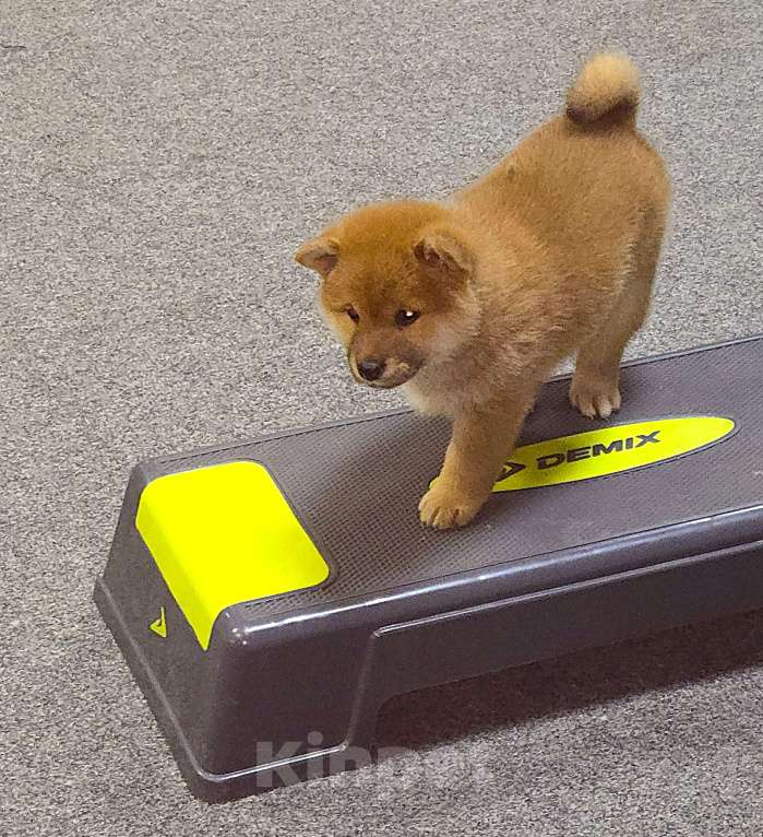 Собаки в Новосибирске: девочка-сиба 2 мес в Новосибирске Девочка, 60 000 руб. - фото 1