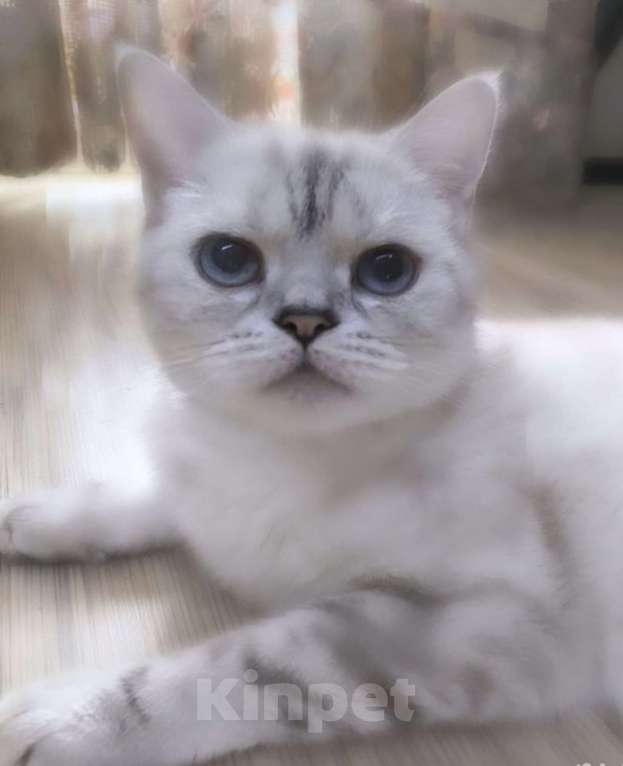 Кошки в Златоусте: Шотландский прямоухий  Девочка, 7 000 руб. - фото 7