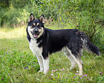 Собаки в Солнечногорске: Супер-пёс в поисках семьи! Мальчик, Бесплатно - фото 6