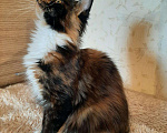 Кошки в Оленегорске: Мейн-кун кошечка, 15 000 руб. - фото 3