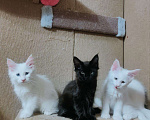 Кошки в Ипатово: Котята Мейн Кун, 20 000 руб. - фото 9