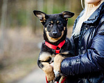 Собаки в Москве: Щенки — метисы корги в дар, Бесплатно - фото 5
