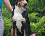 Собаки в Таганроге: Большой швейцарский зенненхунд щенки Девочка, 50 000 руб. - фото 1
