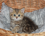 Кошки в Светогорске: Мраморный мальчик! Мальчик, 15 000 руб. - фото 1