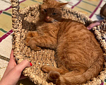 Кошки в Москве: Гарик - рыжий кот в добрые руки Мальчик, 100 руб. - фото 5