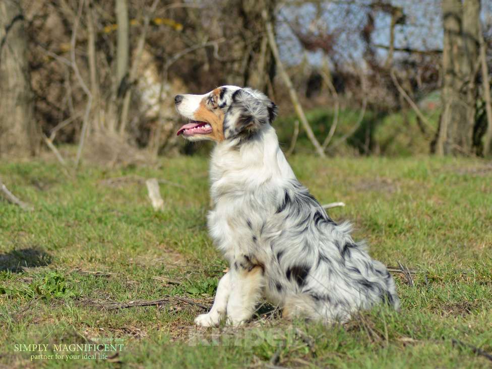 Собаки в других городах Московской области: Щенки австралийской овчарки. РКФ Мальчик, 90 000 руб. - фото 3