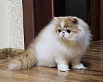 Кошки в Санкт-Петербурге: Персидский котик Мальчик, 25 000 руб. - фото 3