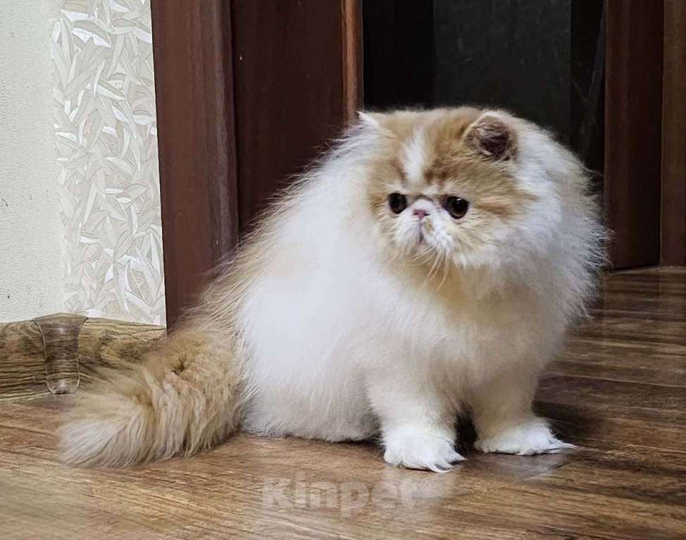Кошки в Санкт-Петербурге: Персидский котик Мальчик, 25 000 руб. - фото 3