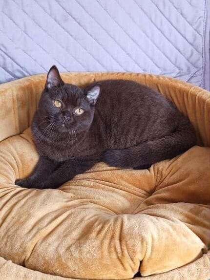 Кошки в Тольятти: скотиш страйт Мальчик, 15 000 руб. - фото 2