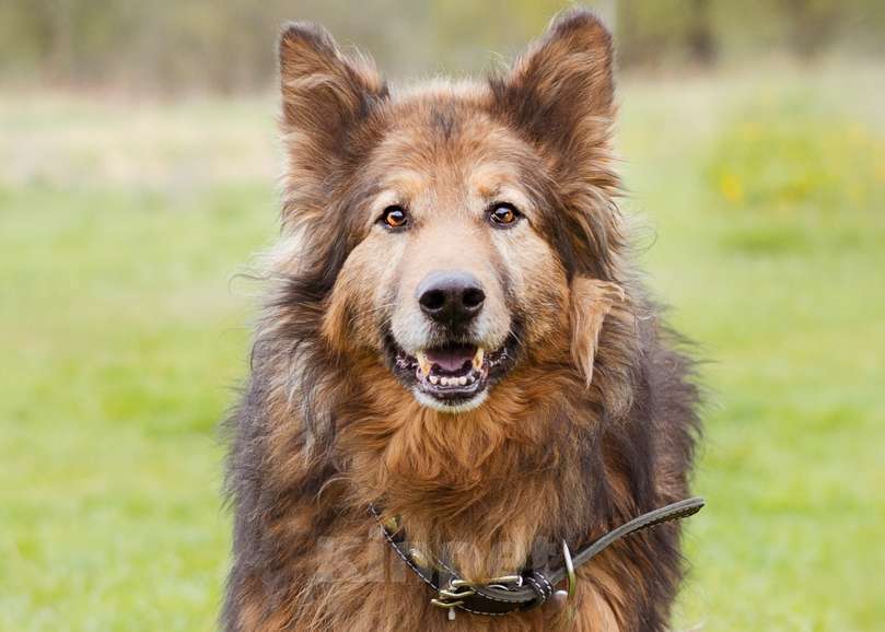 Собаки в Москве: Собака из приюта в добрые руки! Мальчик, Бесплатно - фото 2
