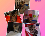 Кошки в Волгограде: Шотландские вислоухие котята Разнополые, Бесплатно - фото 2