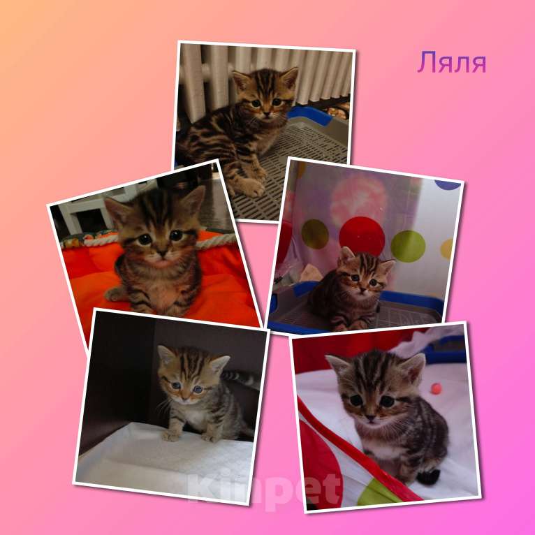 Кошки в Волгограде: Шотландские вислоухие котята Разнополые, Бесплатно - фото 2